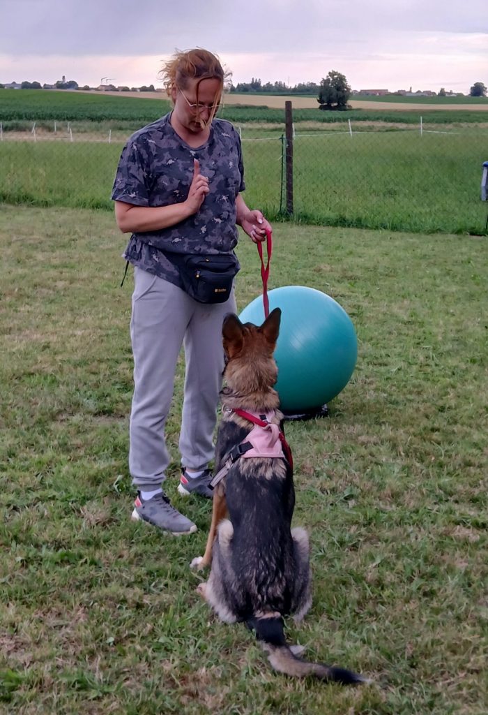 Ausbildung - Hundetraining Völkel