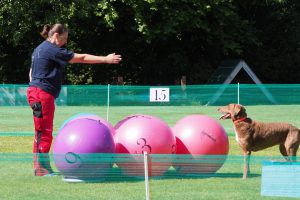 Treibball - Hundetraining Völkel