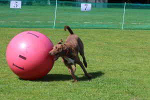 Treibball - Hundetraining Völkel