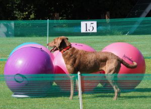 Treibball - Hundetraining Völkel